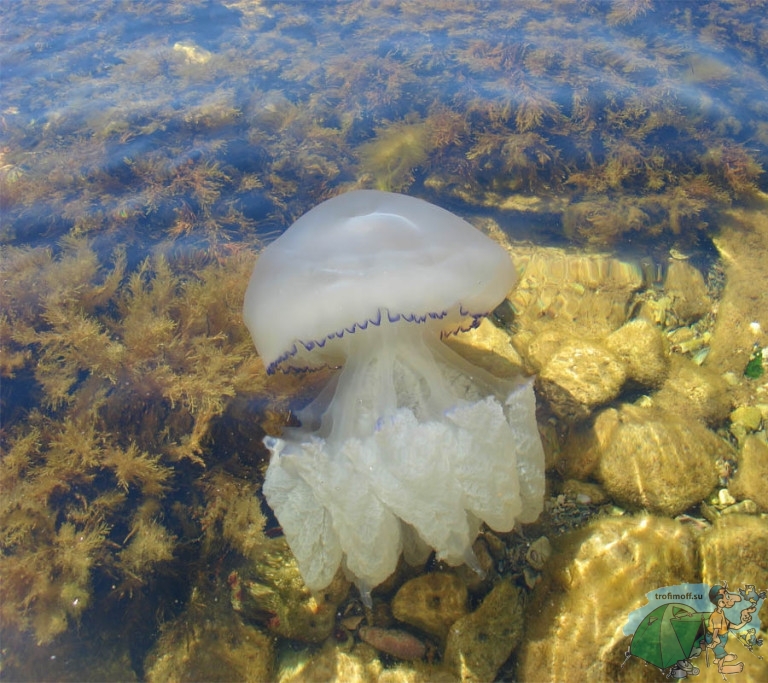 Медузы Чёрного моря, корнерот