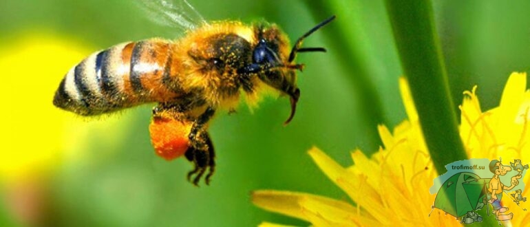 Пчёлы и осы