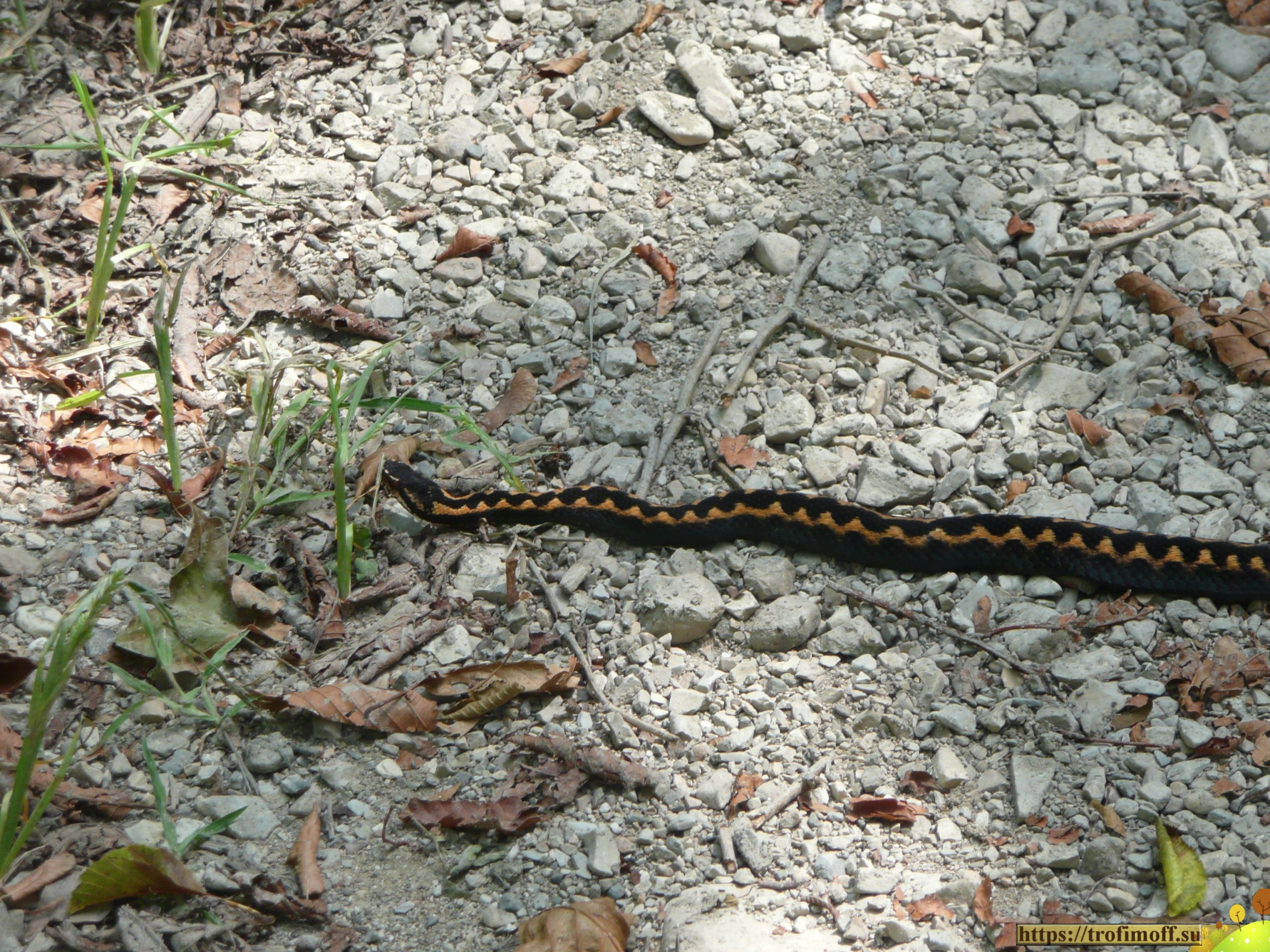 Змеи горного Алтая (63 фото)